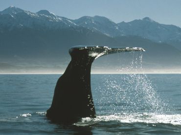 Whale Watch Kaikoura